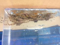 ImageUploadedByReefs2014-03-25 23:25:48 EDT.jpg