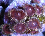 Unknow Zoa.jpg