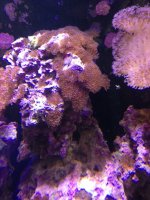 browncoral1.jpg