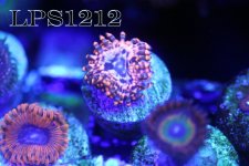 IMG_6926.JPG