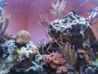 Rock with gorgonian and blenny.jpg