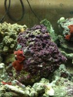 ImageUploadedByReefs1385076834.053276.jpg ImageUploadedByReefs1385076834.053276.jpg