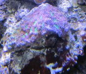 IMG_2149.jpg