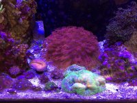 ImageUploadedByTapatalk1397396066.440787.jpg