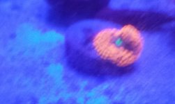orange ric blue light ready.jpg