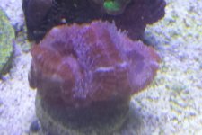 red acan white light ready.jpg