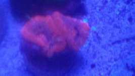 red acan blue light ready.jpg