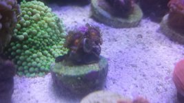 zoas white light ready.jpg