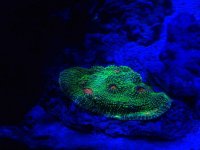 ImageUploadedByReefs2014-05-28 21:17:59 EDT.jpg