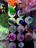 ImageUploadedByReefs2014-03-27 09:46:45 EDT.jpg