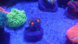 zoas blue light ready.jpg