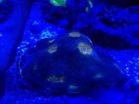 ImageUploadedByReefs2014-05-28 21:18:33 EDT.jpg