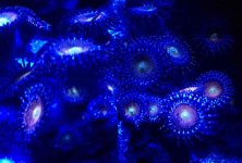 ImageUploadedByReefs2014-05-28 21:19:26 EDT.jpg