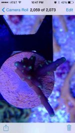 ImageUploadedByReefs2014-03-27 09:48:17 EDT.jpg