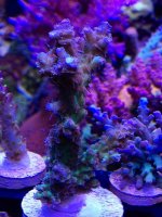 ImageUploadedByReefs2014-03-27 09:49:30 EDT.jpg