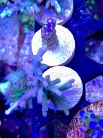 ImageUploadedByReefs2014-03-27 09:50:34 EDT.jpg