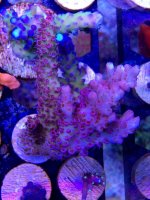 ImageUploadedByReefs2014-03-27 09:51:10 EDT.jpg