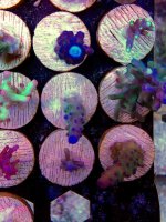 ImageUploadedByReefs2014-03-27 09:51:42 EDT.jpg