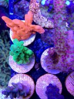 ImageUploadedByReefs2014-03-27 09:52:20 EDT.jpg