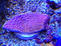 ImageUploadedByReefs2014-03-27 09:53:15 EDT.jpg