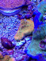 ImageUploadedByReefs2014-03-27 09:54:04 EDT.jpg