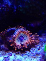 ImageUploadedByReefs2014-03-27 09:54:47 EDT.jpg