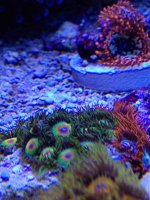 ImageUploadedByReefs2014-03-27 09:55:39 EDT.jpg