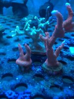 IMG_2469.jpg