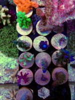 ImageUploadedByReefs2014-03-27 10:02:03 EDT.jpg