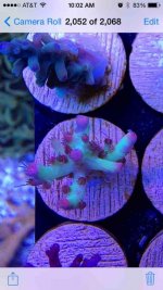 ImageUploadedByReefs2014-03-27 10:02:47 EDT.jpg