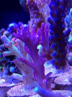 ImageUploadedByReefs2014-03-27 10:04:56 EDT.jpg