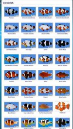 ImageUploadedByReefs2014-03-27 21:18:48 EDT.jpg