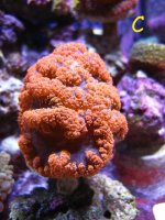 IMG_0959.jpg