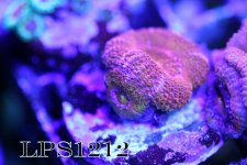 IMG_7899.JPG