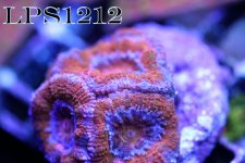 IMG_7902.JPG
