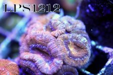 IMG_7904.JPG