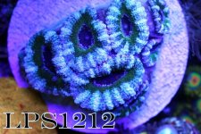 IMG_7372.JPG