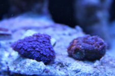 IMG_9276.jpg