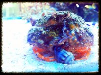crab.jpg