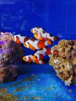 ImageUploadedByReefs2014-03-29 13:16:39 EDT.jpg