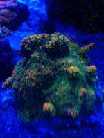 ImageUploadedByTapatalk1410927205.351694.jpg ImageUploadedByTapatalk1410927205.351694.jpg