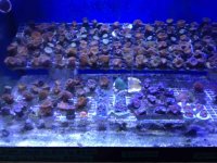 ImageUploadedByReefs2014-05-31 15:02:52 EDT.jpg