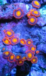 zoa7.jpg