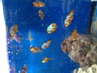 ImageUploadedByReefs2014-05-31 15:12:32 EDT.jpg