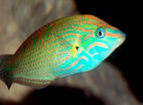 150303marine_wrasse02.jpg
