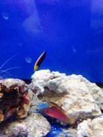 ImageUploadedByReefs2014-04-17 21:19:03 EDT.jpg