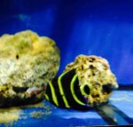 ImageUploadedByReefs2014-04-17 21:20:13 EDT.jpg