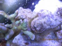 IMG_0175.jpg