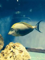 ImageUploadedByReefs2014-04-17 21:20:31 EDT.jpg