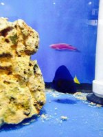 ImageUploadedByReefs2014-04-17 21:20:44 EDT.jpg